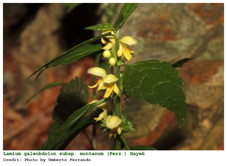 Lamium galeobdolon subsp. montanum (Pers.) Hayek
